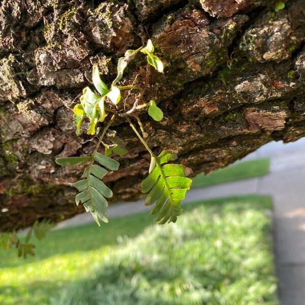 Pleopeltis polypodioides Blad