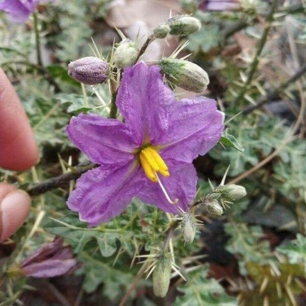 Solanum virginianum Floro