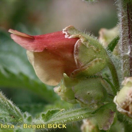 Scrophularia grandiflora Plod