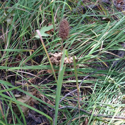 Carex squarrosa ശീലം