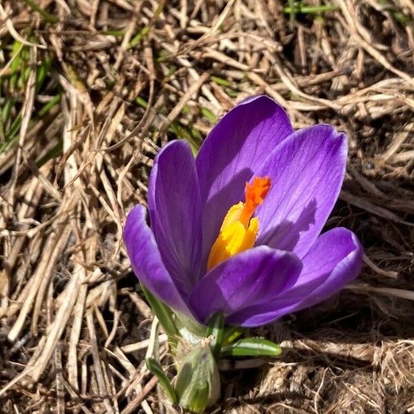 Crocus neapolitanus Blomma