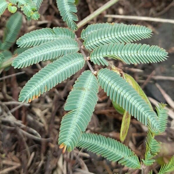 Neptunia pubescens Φύλλο