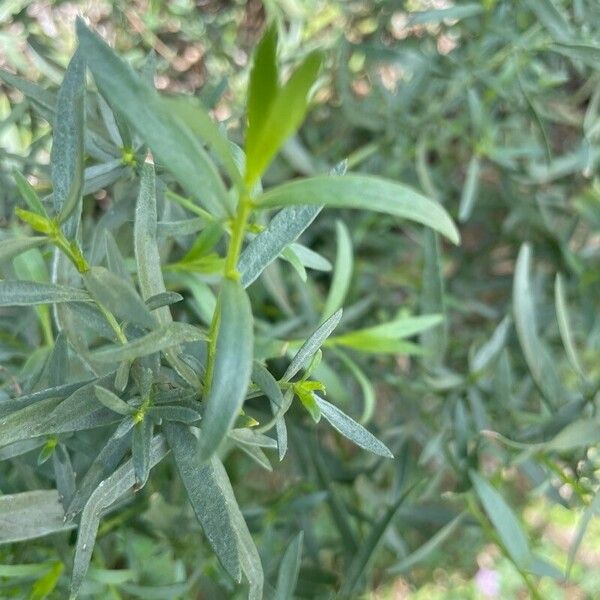 Artemisia dracunculus Folha