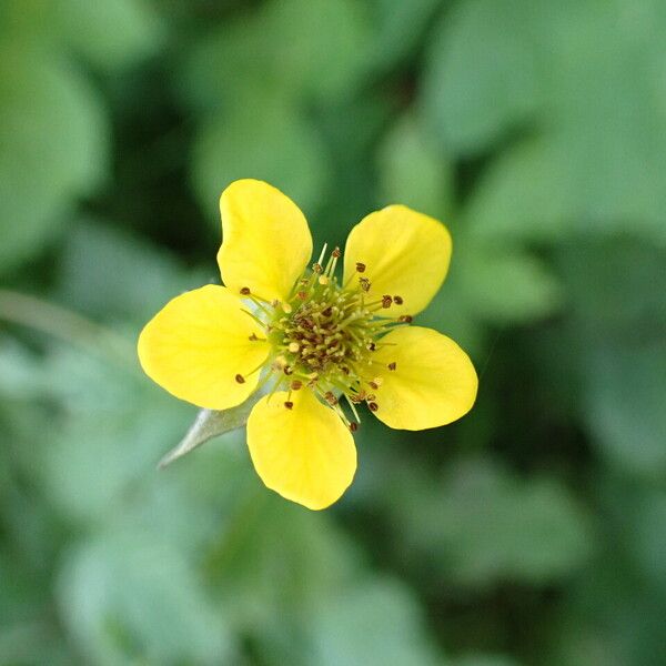 Geum urbanum Flor