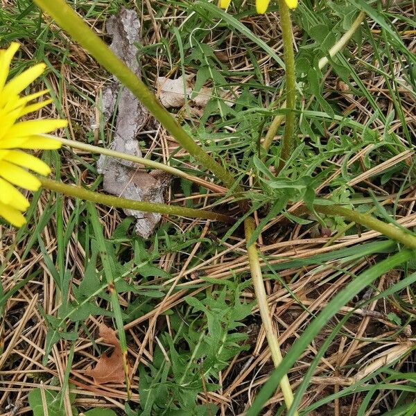 Taraxacum palustre Fuelha