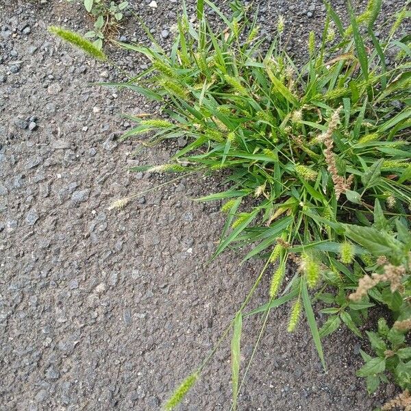 Setaria viridis Costuma