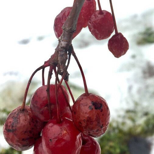 Prunus cerasus Frukt