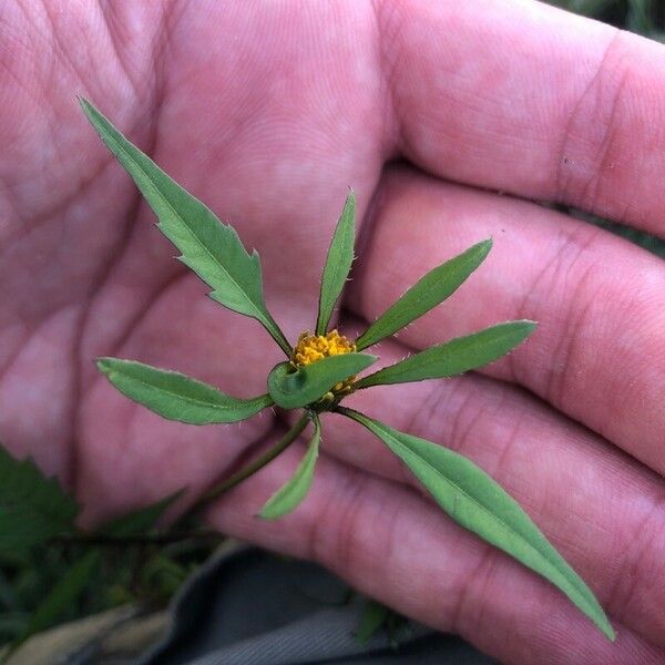 Bidens tripartita Flor