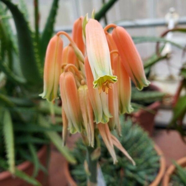 Aloe krapohliana 花