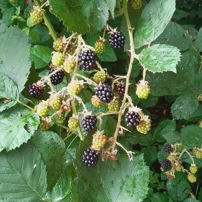 Rubus ulmifolius Агульны выгляд