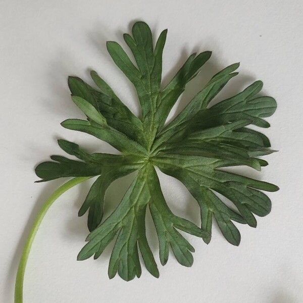 Geranium dissectum Blad