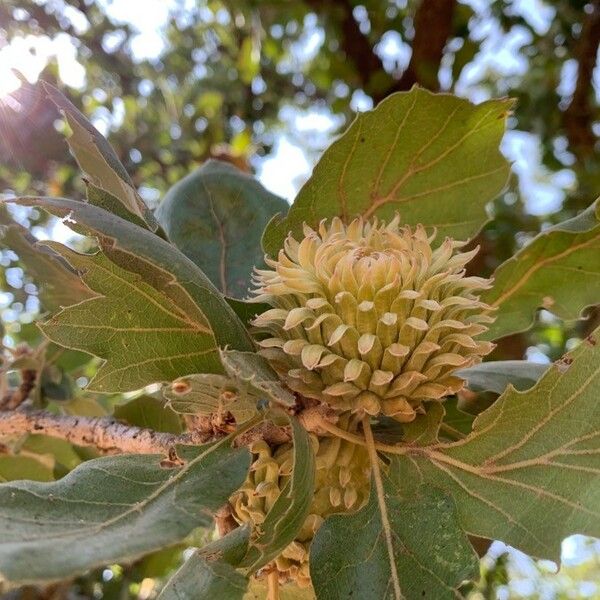 Quercus ithaburensis Gyümölcs