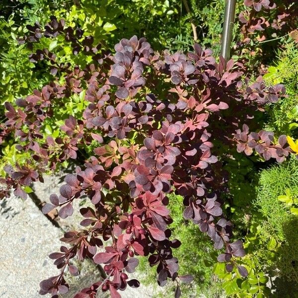 Berberis thunbergii Leaf