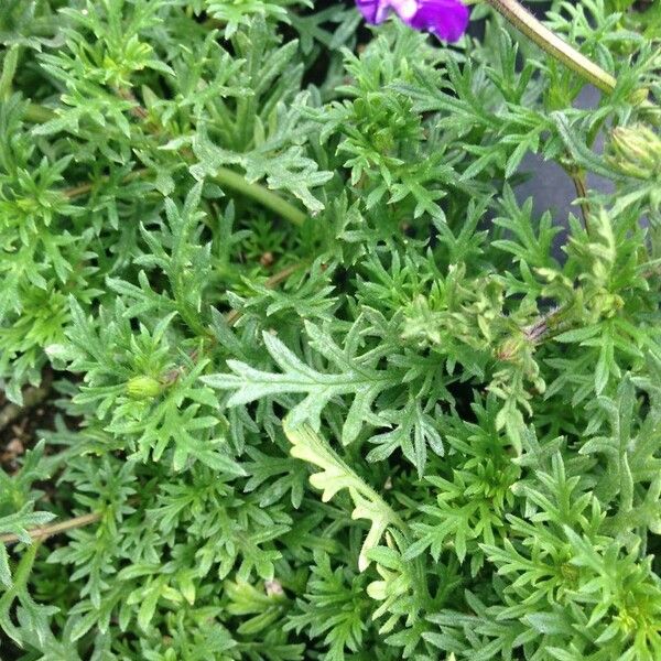 Verbena tenera Leaf