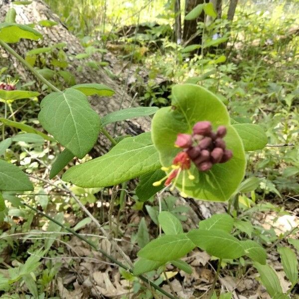 Lonicera dioica Květ