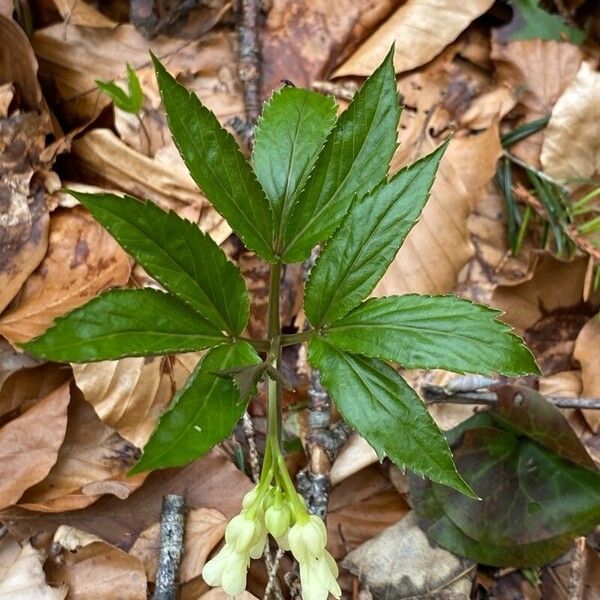 Cardamine enneaphyllos পাতা