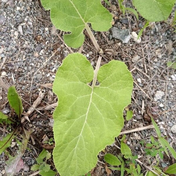 Arctium minus Leht