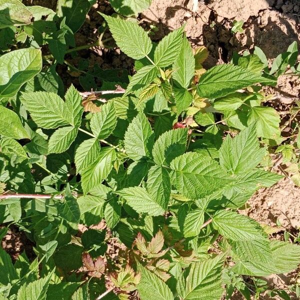 Rubus occidentalis موطن