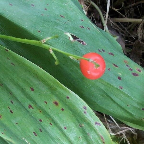 Convallaria majalis Fruit