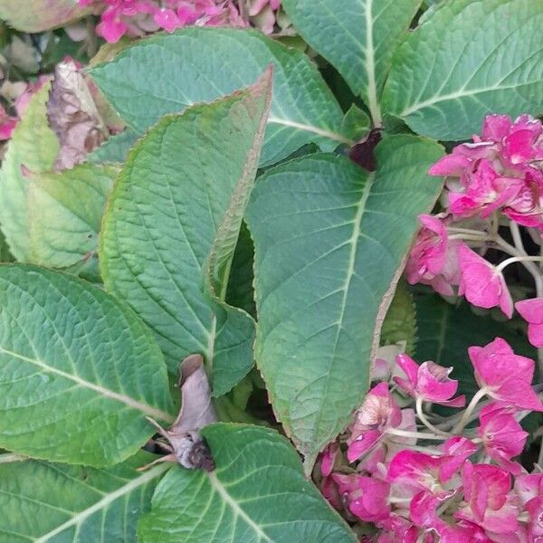 Hydrangea macrophylla Folio