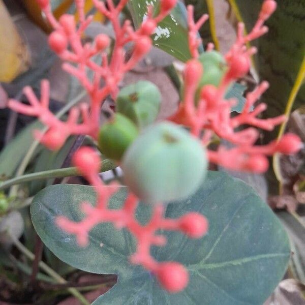 Jatropha podagrica Virág