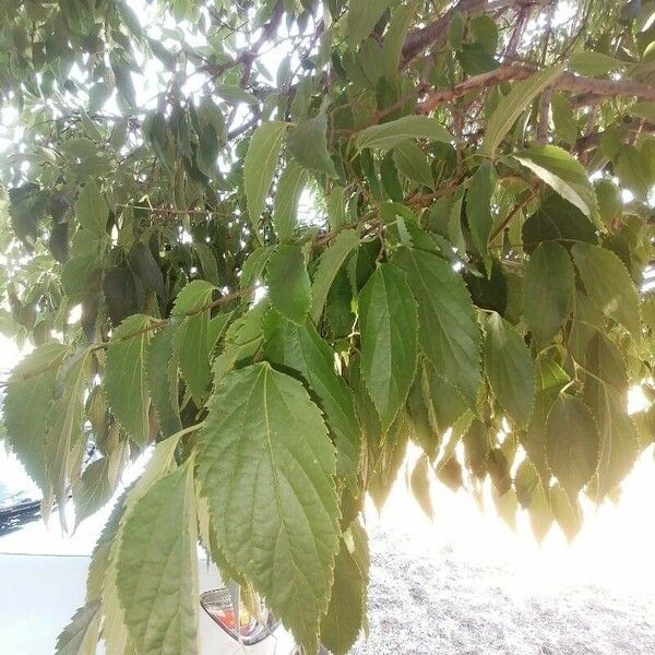 Celtis australis Lapas