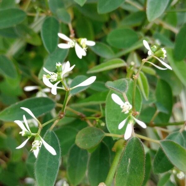Chamaesyce hypericifolia Цветок