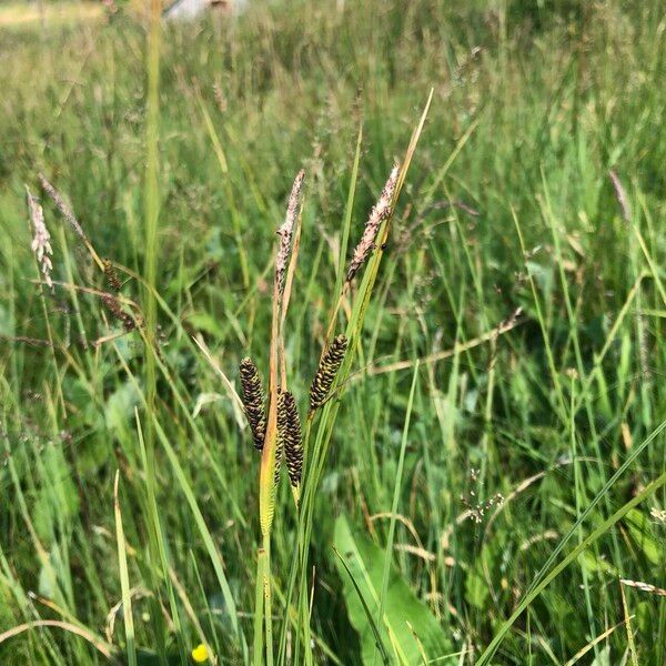 Carex cespitosa Kukka