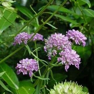 Iberis umbellata Цвят