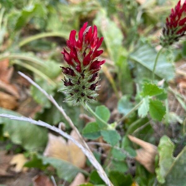 Trifolium incarnatum Flower