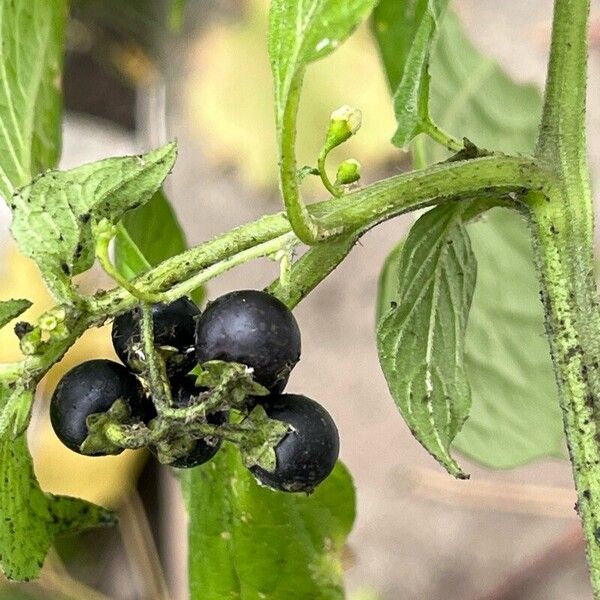 Solanum scabrum Frukt