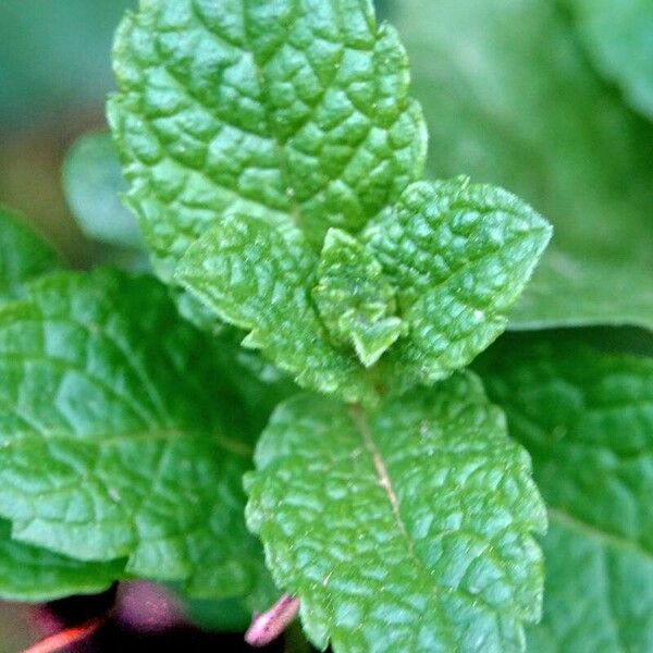 Mentha × rotundifolia 叶