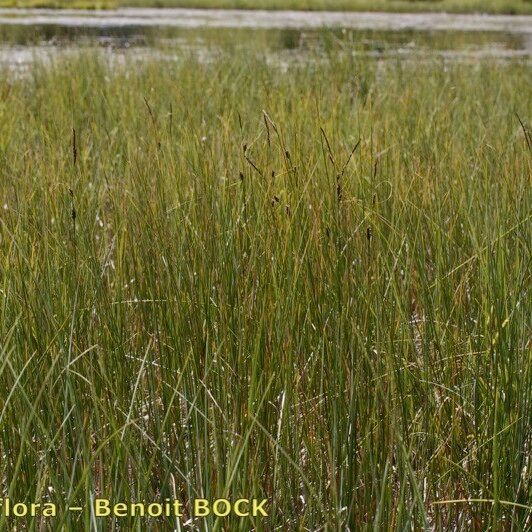 Carex lasiocarpa Habit