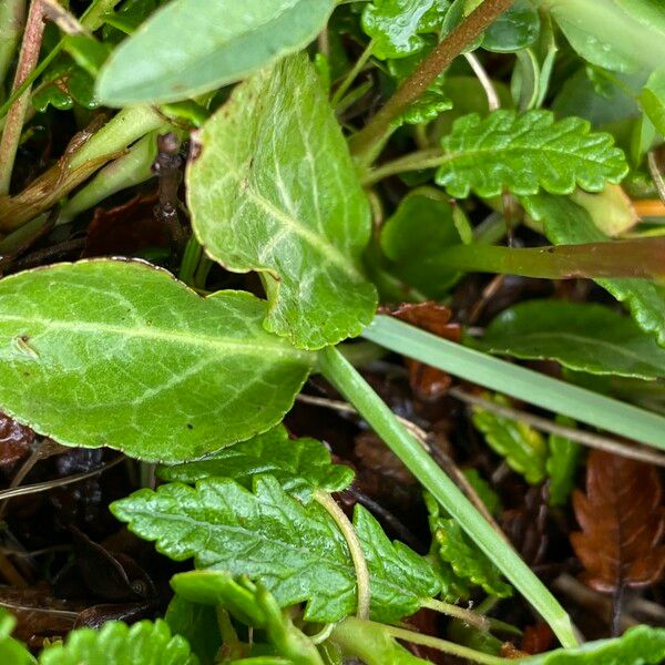 Pyrola minor Leaf