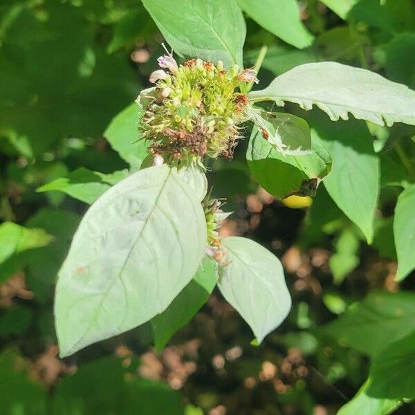 Pycnanthemum incanum Flower