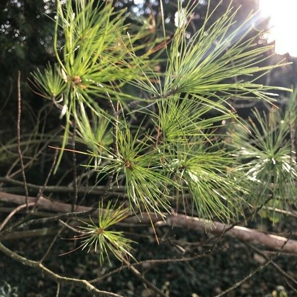 Pinus strobus Levél