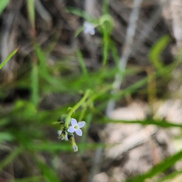 Oldenlandia lancifolia Кветка