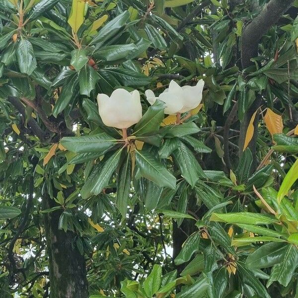 Magnolia virginiana Floro