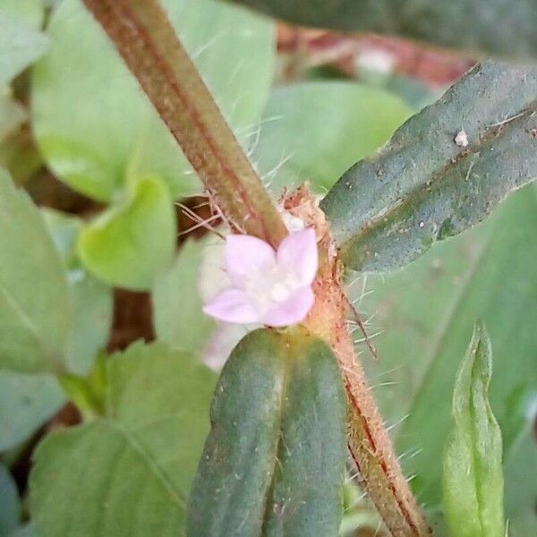 Hexasepalum teres Floro