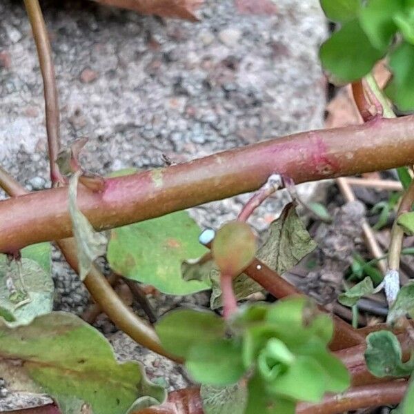 Euphorbia peplus Schors