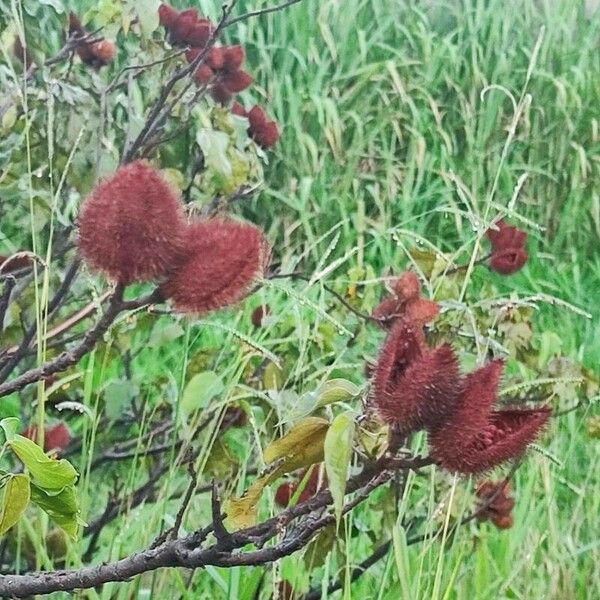 Bixa orellana Fruit