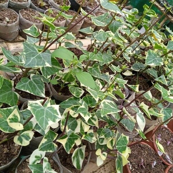 Senecio macroglossus Blad