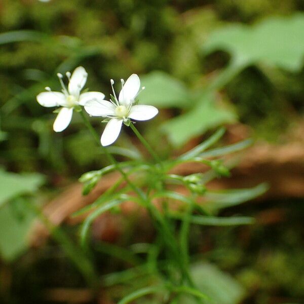 Moehringia muscosa Flor