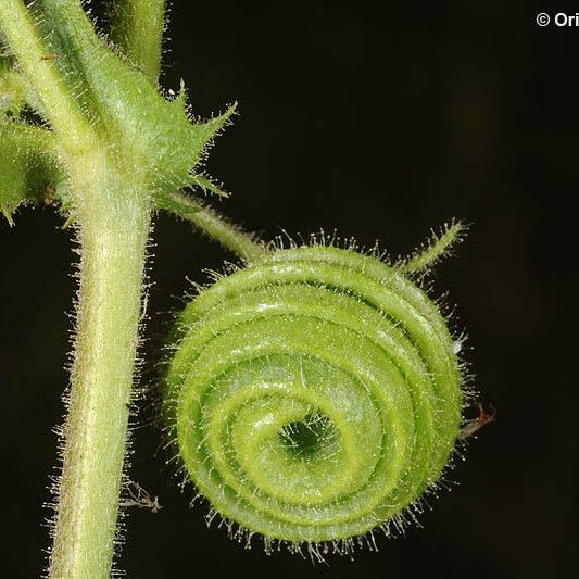 Medicago scutellata Плод