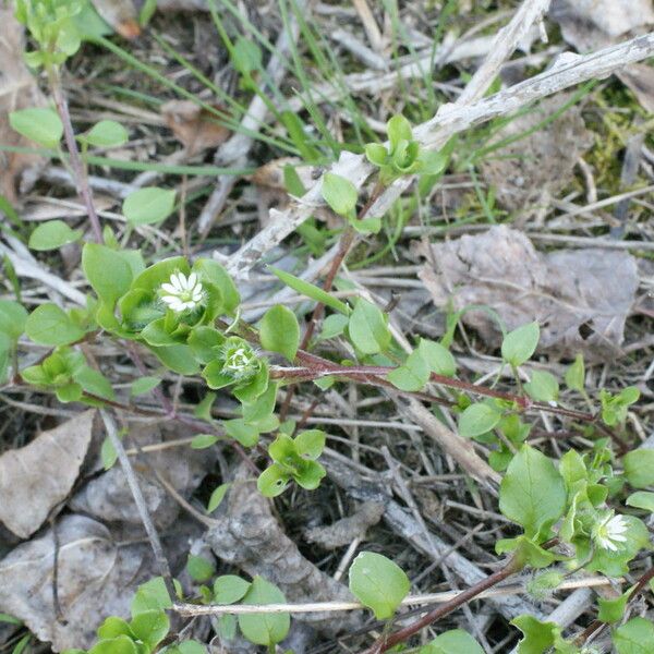 Eclipta prostrata Кветка