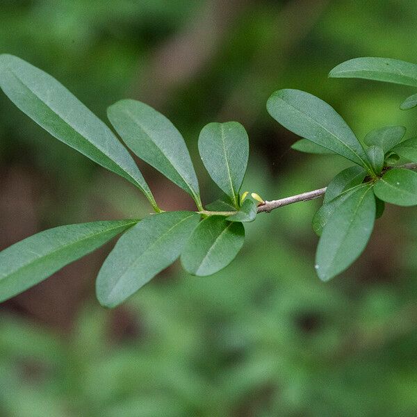 Ligustrum quihoui Φύλλο