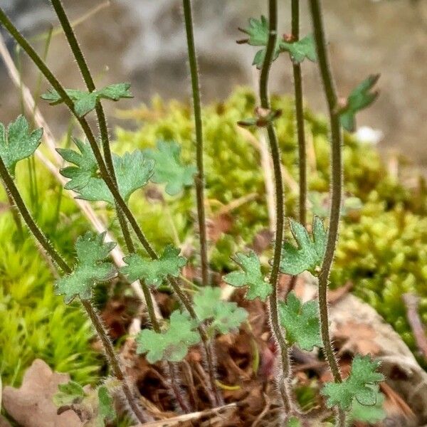 Saxifraga granulata 葉