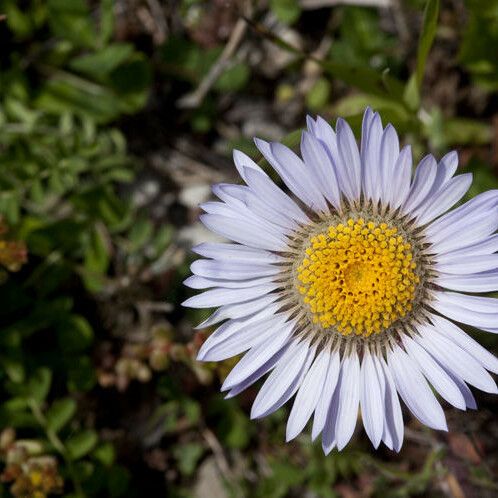 Townsendia parryi Flower