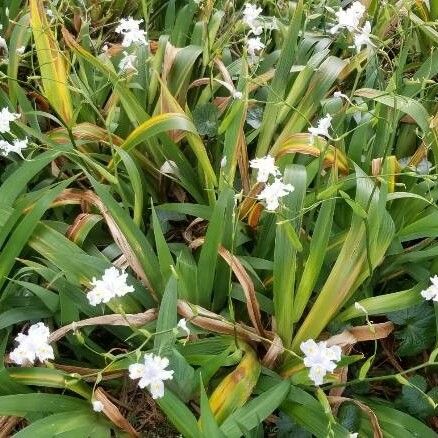 Iris japonica Habit