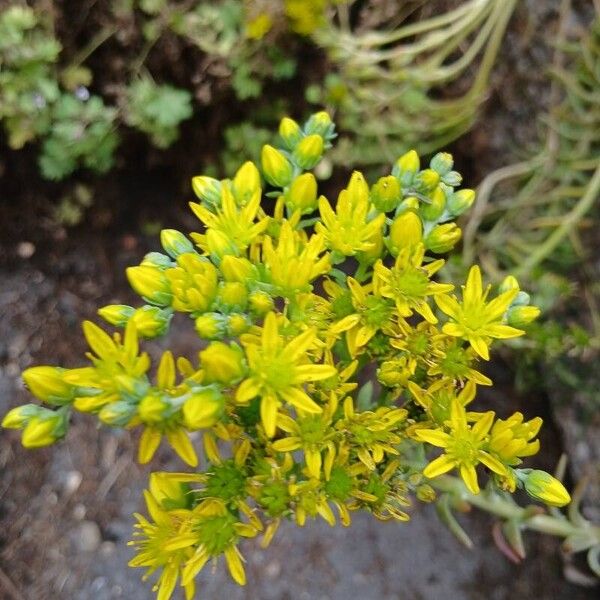 Petrosedum rupestre Цвят